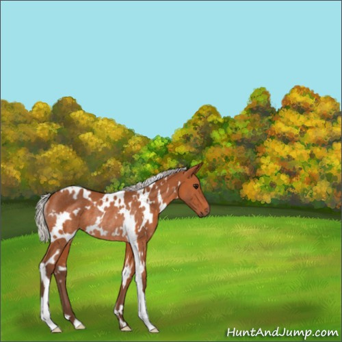 Horse Color:White Spotted Silver Bay Rabicano 