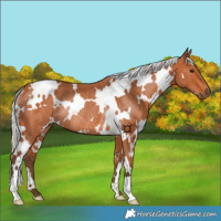Horse Color:White Spotted Silver Bay Rabicano 