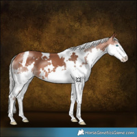 Horse Color:White Spotted Silver Bay Splash 