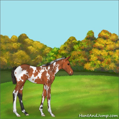 Horse Color:White Spotted Bay 