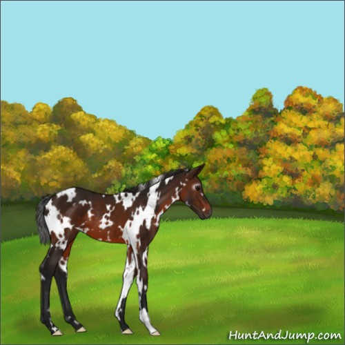 Horse Color:Gray White Spotted Bay 