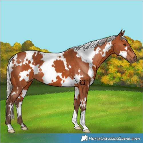 Horse Color:White Spotted Silver Bay 