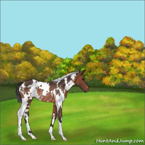 Horse Color:White Spotted Brown Rabicano 