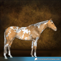 Horse Color:White Spotted Silver Buckskin Rabicano