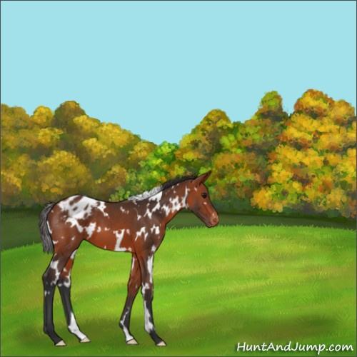 Horse Color:White Spotted Bay Appaloosa 