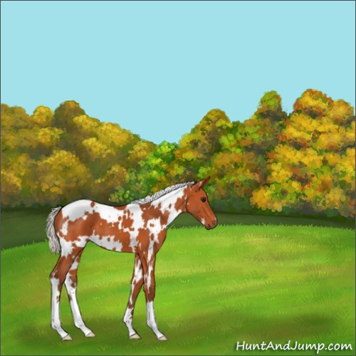 Horse Color:White Spotted Silver Bay 