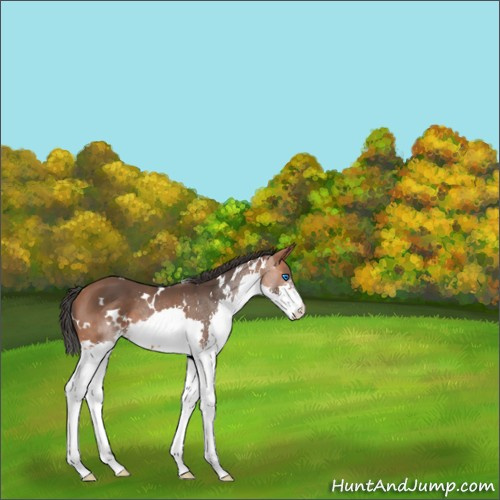 Horse Color:White Spotted Bay Splash 
