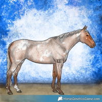 Horse Color:White Spotted Silver Bay Roan 
