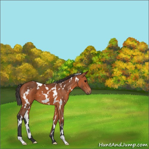 Horse Color:White Spotted Bay 