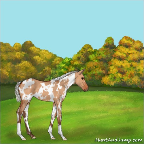 Horse Color:White Spotted Silver Bay Dun 
