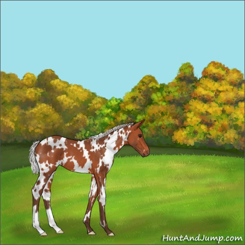 Horse Color:White Spotted Silver Bay 