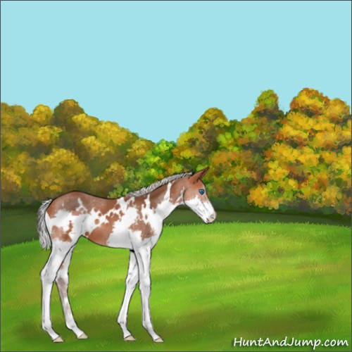 Horse Color:White Spotted Silver Bay Splash 