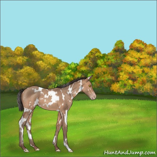 Horse Color:White Spotted Sable Champagne 