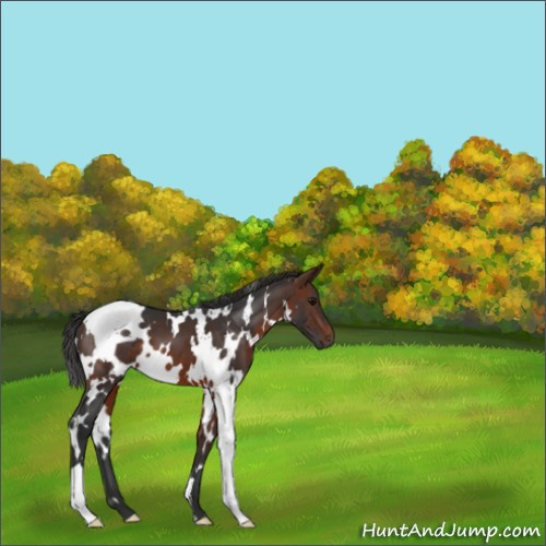 Horse Color:White Spotted Brown 