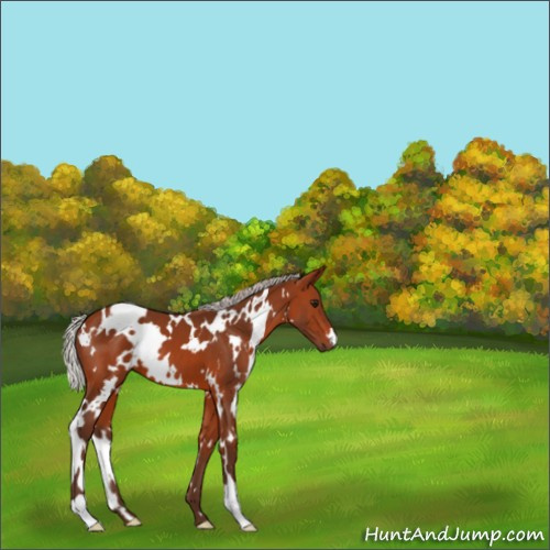 Horse Color:White Spotted Silver Brown 
