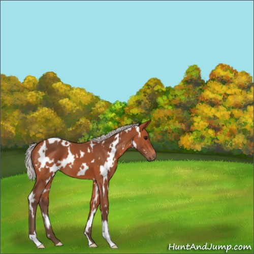 Horse Color:White Spotted Silver Bay 