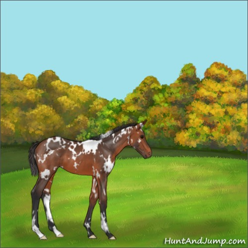 Horse Color:White Spotted Bay 