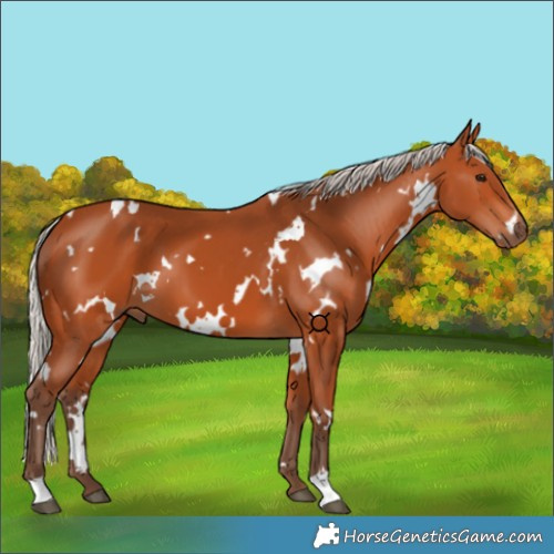 Horse Color:White Spotted Silver Bay 