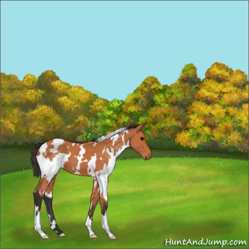 Horse Color:White Spotted Bay 