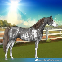 Horse Color:Liver Chestnut Sabino 