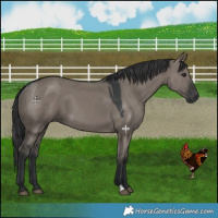 Horse Color:Grullo