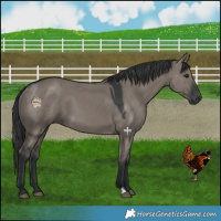 Horse Color:Grullo 