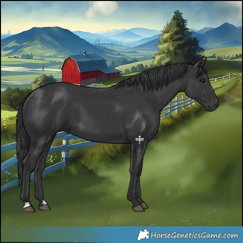 Horse Color:Black 