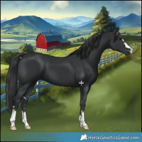 Horse Color:Black 