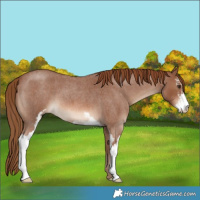 Horse Color:Red Roan Sabino