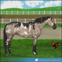 Horse Color:White Spotted Liver Red Dun 