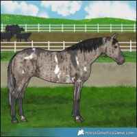 Horse Color:White Spotted Brown Ice Dun Rabicano Brindle 