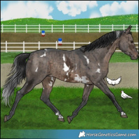 Horse Color:White Spotted Brown Ice Dun Rabicano Brindle 
