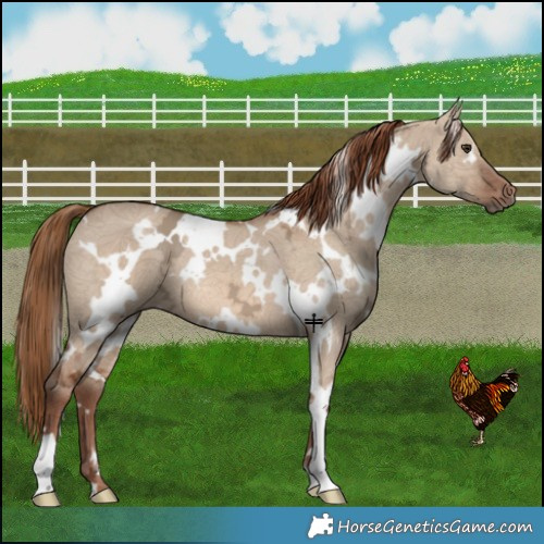 Horse Color:White Spotted Red Dun Ice 