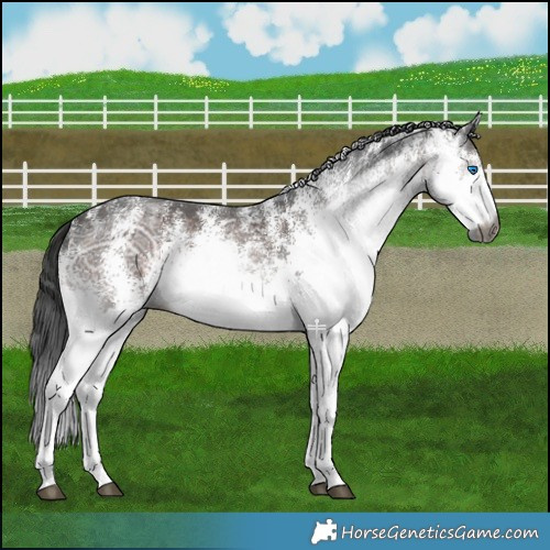 Horse Color:Gray White Spotted Brown Ice Splash 