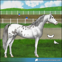 Horse Color:White Spotted Grullo Ice Mushroom Tobiano Appaloosa 