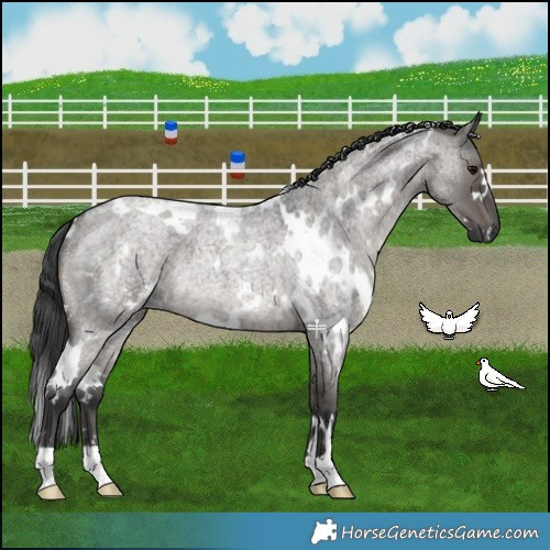 Horse Color:White Spotted Grullo Roan 