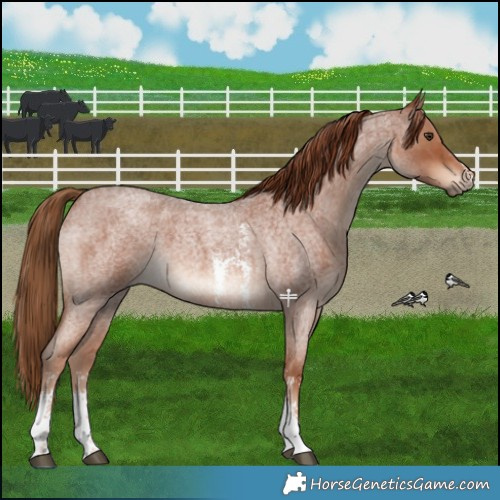 Horse Color:Red Roan Sabino 