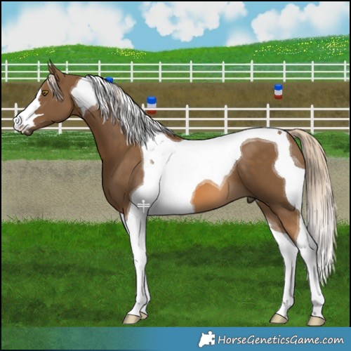 Horse Color:Chocolate Palomino Tobiano 