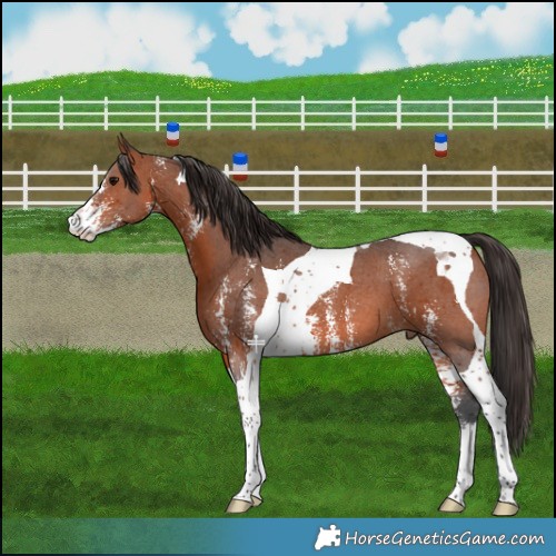 Horse Color:Bay Sabino Tobiano 