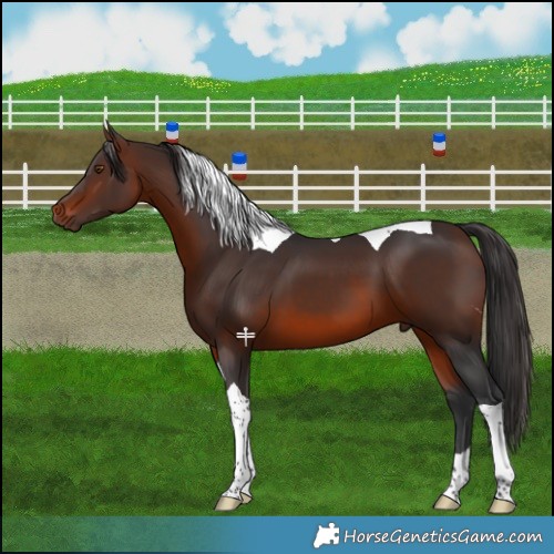 Horse Color:Brown Tobiano 