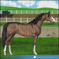 Horse Color:Liver Red Dun Brindle 