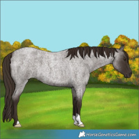 Horse Color:Liver Red Roan 