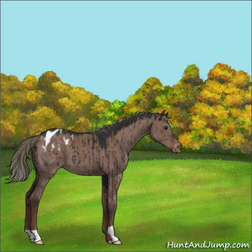 Horse Color:Liver Red Dun Mushroom Appaloosa Brindle 