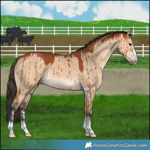 Horse Color:Bay Dun Brindle 
