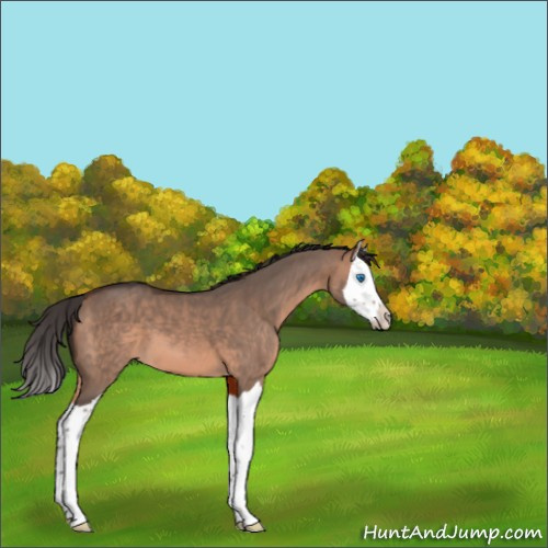 Horse Color:Bay Dun Mushroom Splash 