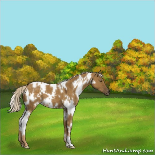 Horse Color:White Spotted Chocolate Palomino Dun Mushroom 