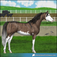 Horse Color:Liver Red Dun Splash Brindle 