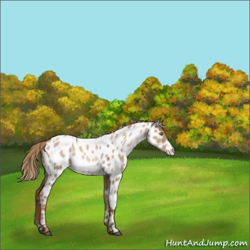 Horse Color:Liver Red Dun Pearl Appaloosa 
