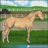 Horse Color:Palomino Dun 
