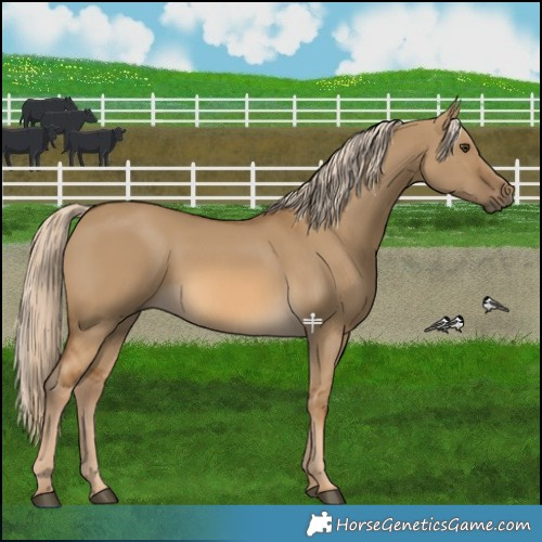 Horse Color:Chocolate Palomino Dun 